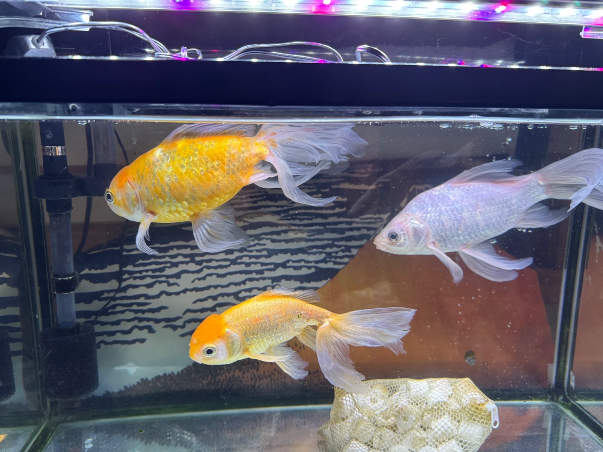 熊本の金魚