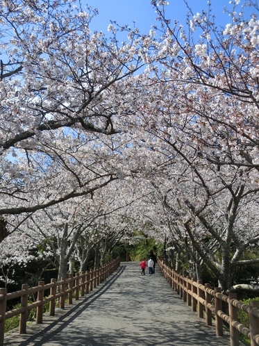 2019 城山公園　さくら