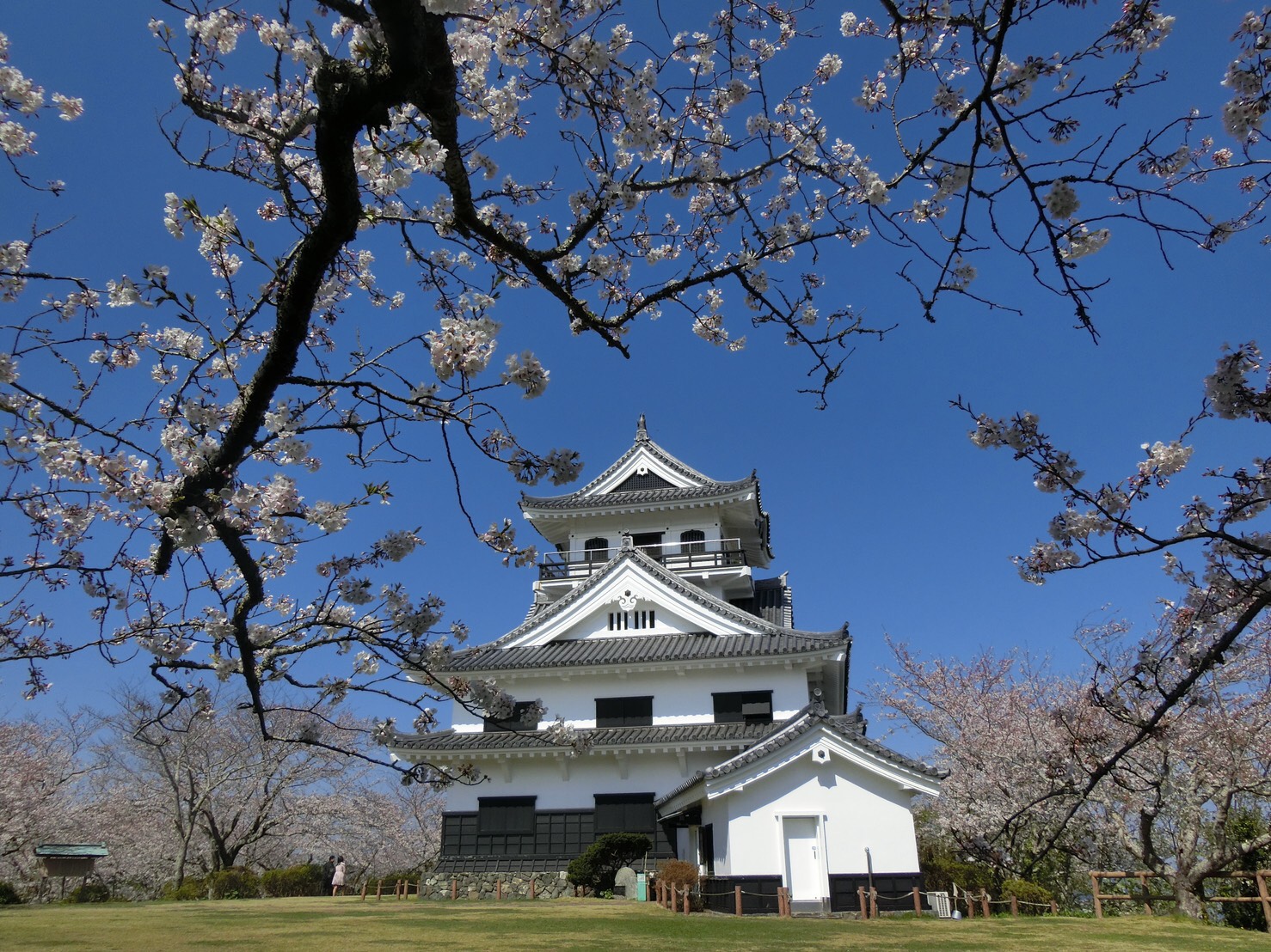 2019 城山公園　さくら