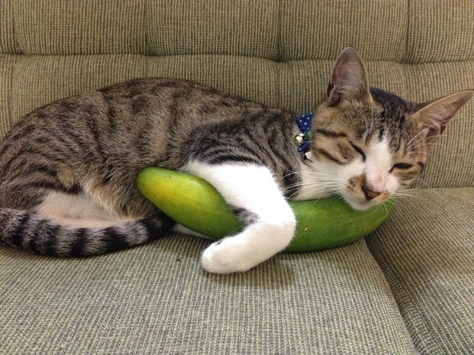 きゅうりと寝ると涼しい