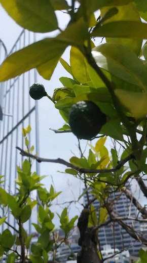 RINGOテラスにシークワーサの実がなりました。