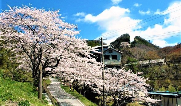 佐渡金銀山 桜