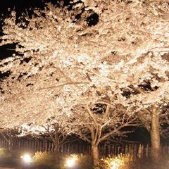 【イベント】４月　佐渡金山夜桜ライトアップ