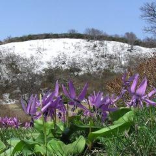 【自然】５月　カタクリの群生