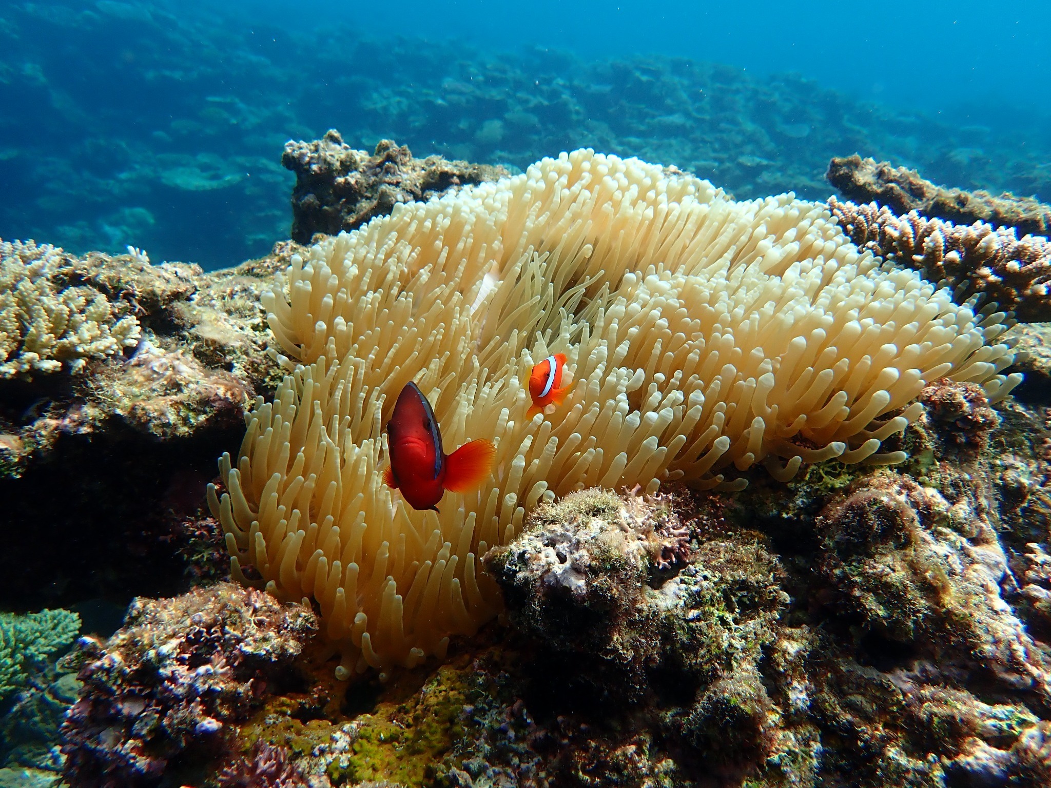 アクティビティ｜徒歩1分のシークレットビーチで出会える珊瑚の森や熱帯魚