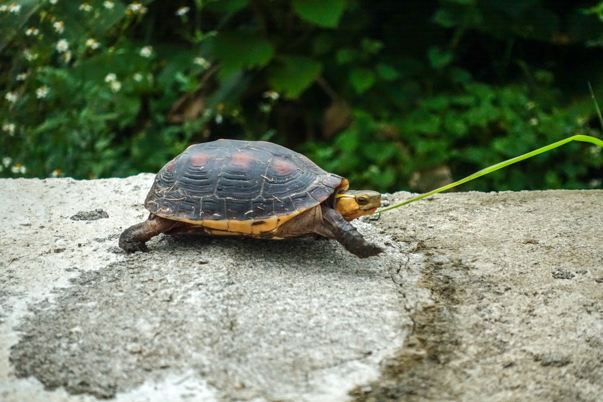 周辺生物｜天然記念物のセマルハコガメが庭に遊びに来ることも