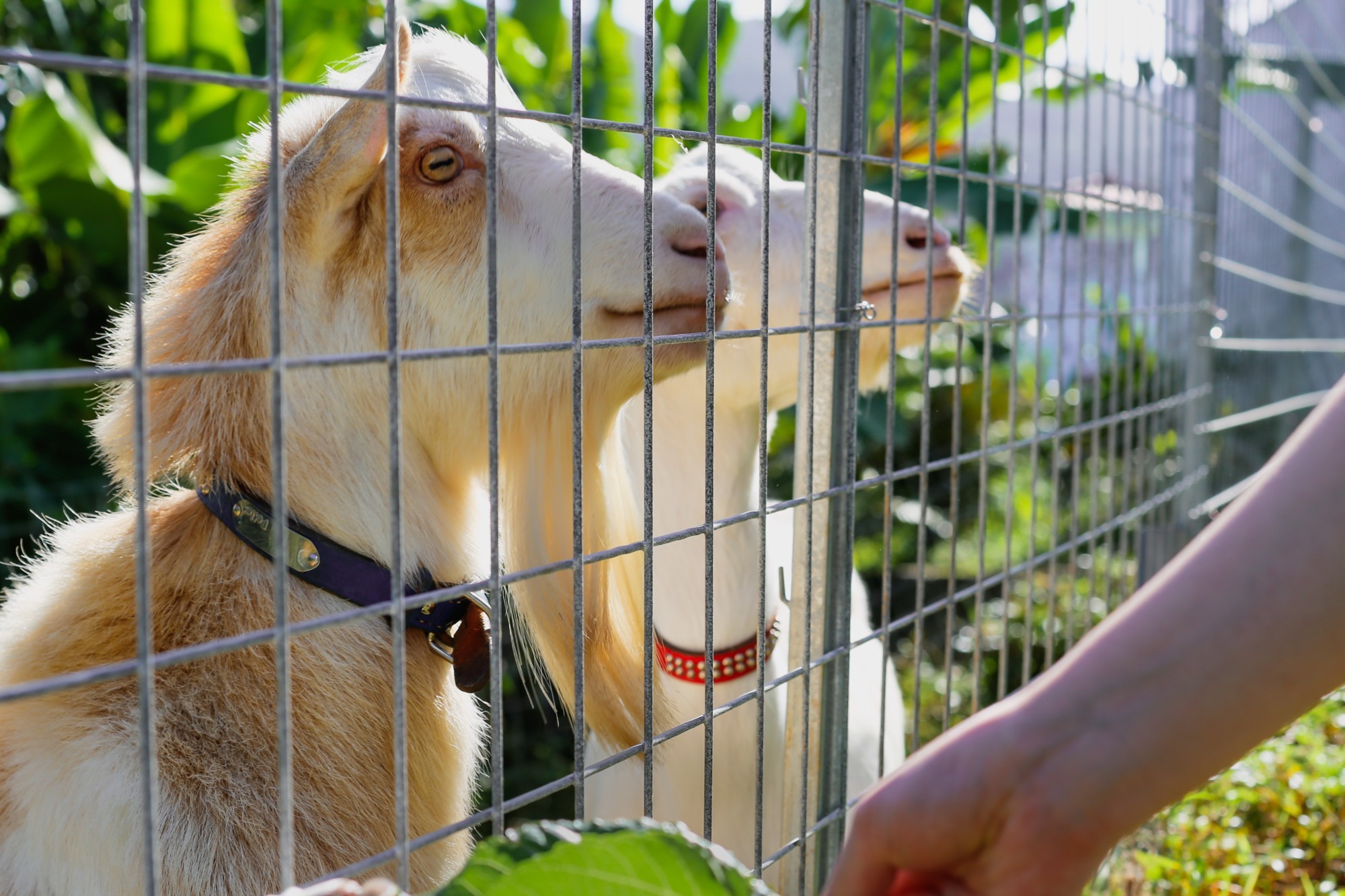 ペット｜敷地内で育てている植物でヤギのエサやり体験