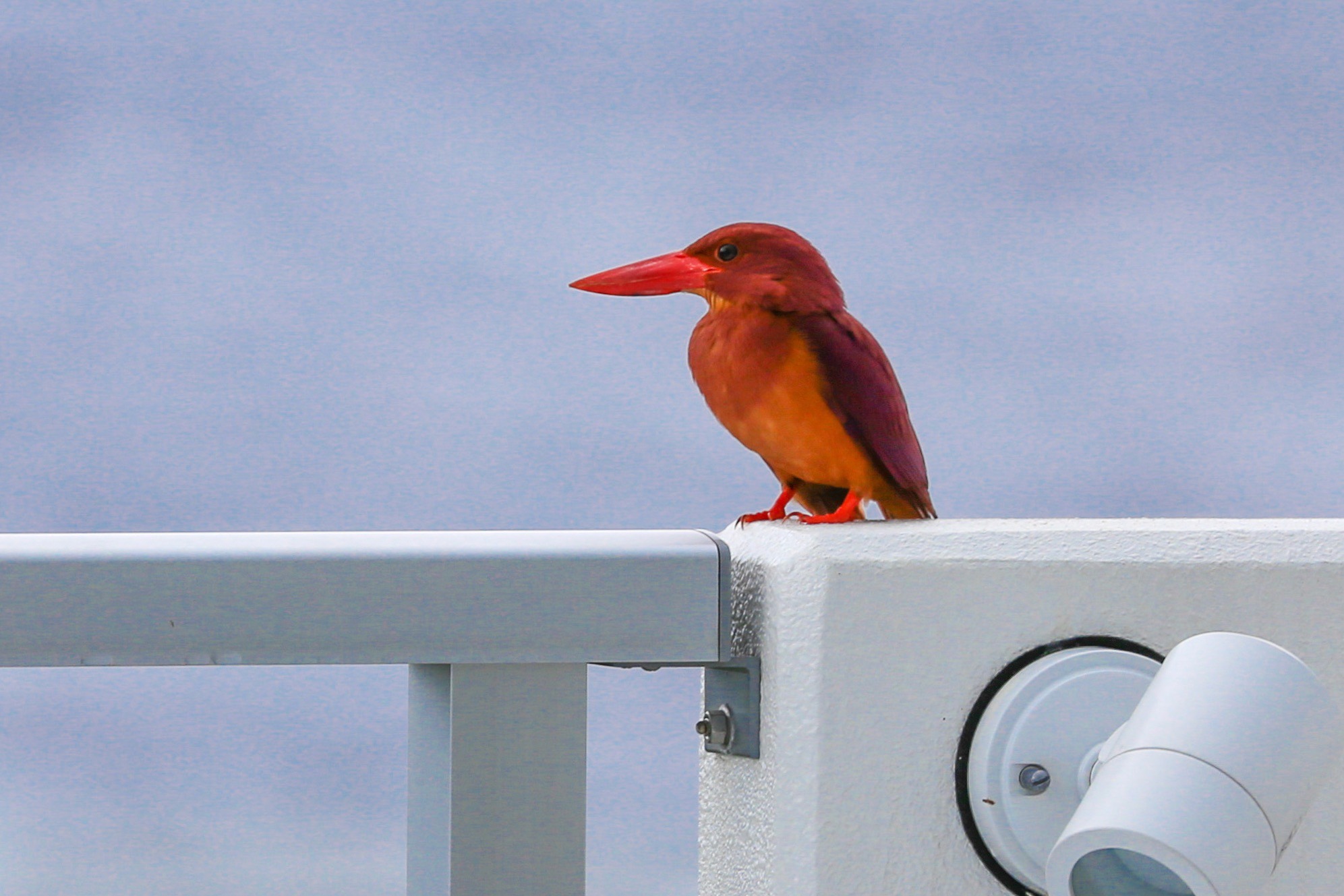 周辺生物｜夏の訪れを告げるアカショウビン