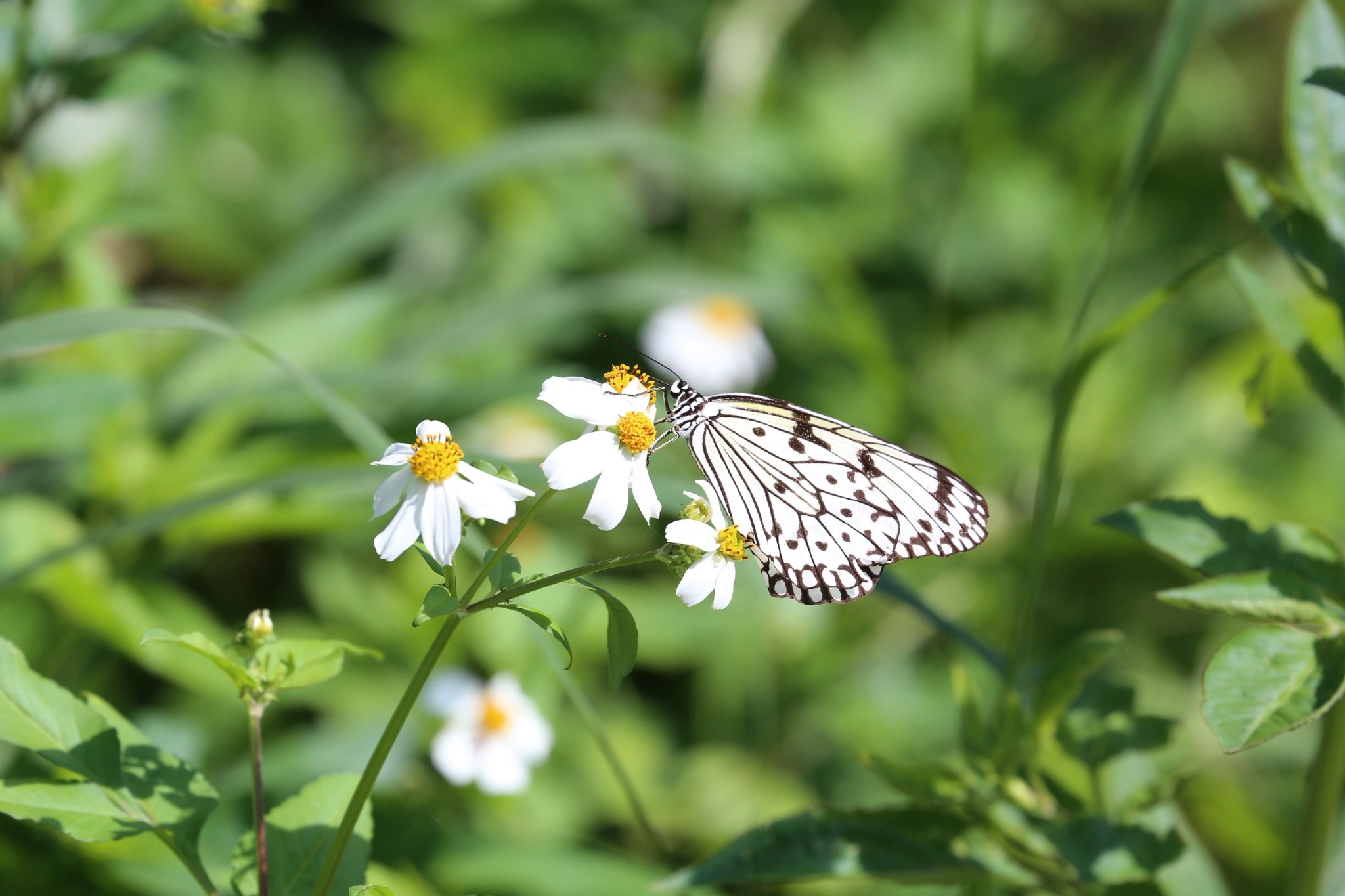 周辺生物｜冬でも晴れると森のテラスには蝶が遊びに来ます