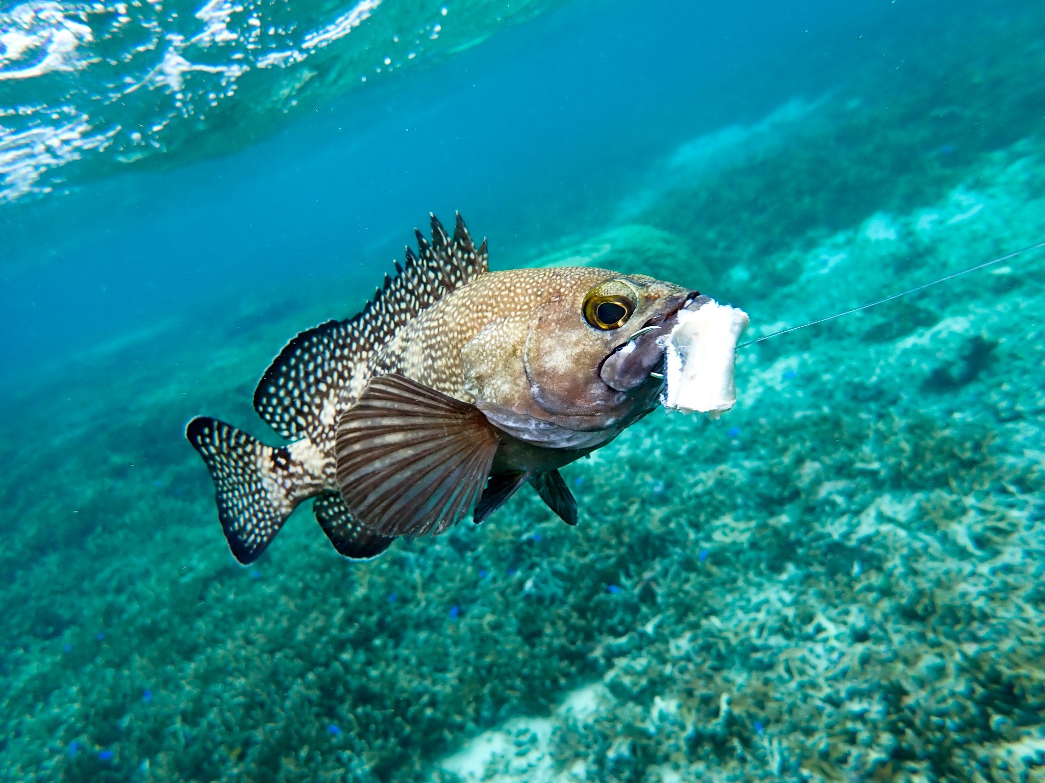 アクティビティ｜シュノーケリングが可能な時期限定のシュノーケリングフィッシング