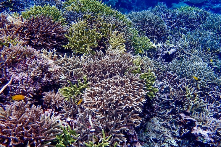 サンゴ礁が豊かなシークレットビーチ
