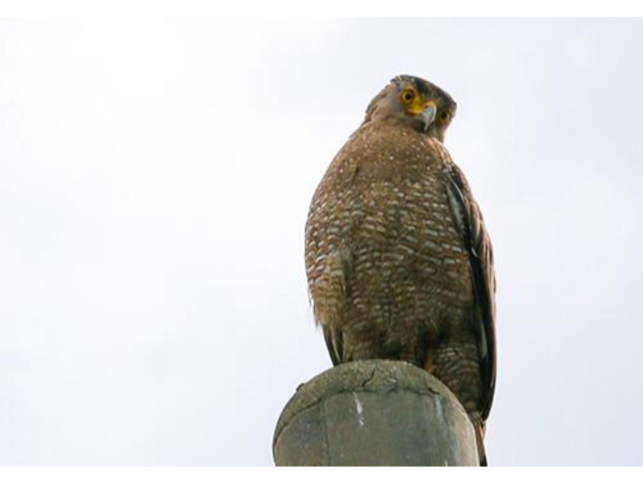 周辺生物｜たまに遊びに来る石垣島の象徴カンムリワシ