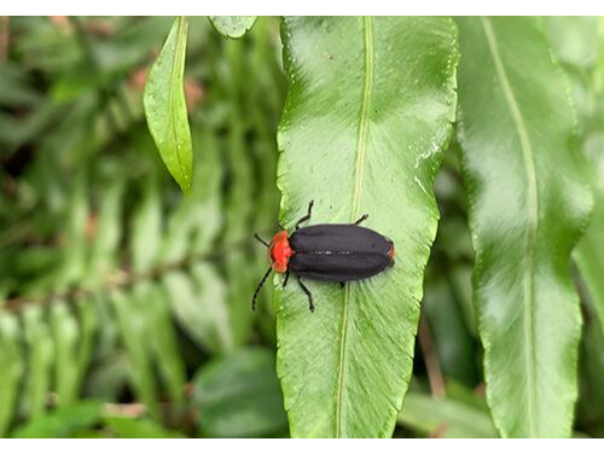 周辺生物｜時期になるとそこかしこで光るヒメボタルも見られます