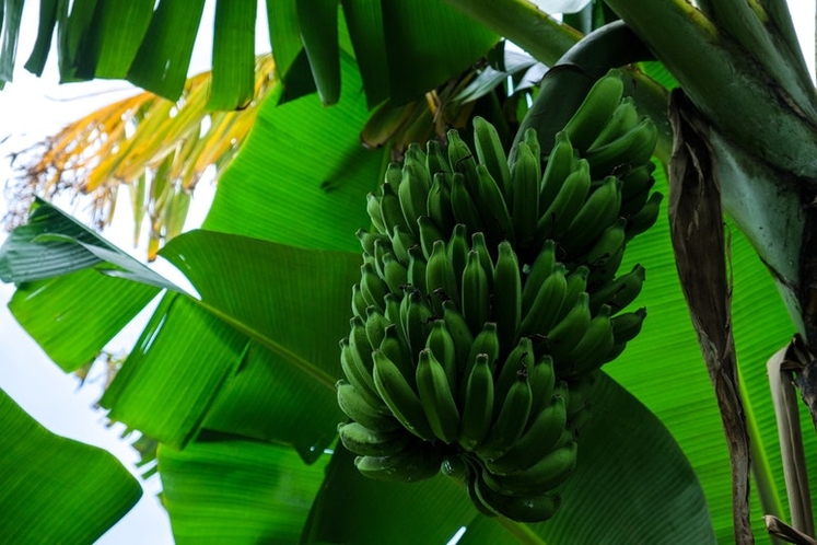 旬の時期限定のバナナ狩り。青い状態で収穫し、黄色くなるまで追熟させます