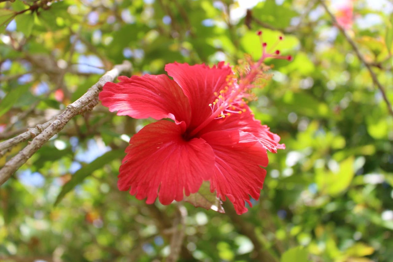 敷地内には色とりどりのハイビスカスの花