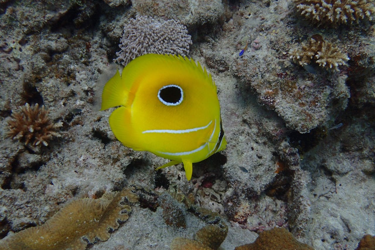 サンゴ礁豊かなビーチには熱帯魚も数多く生息しています