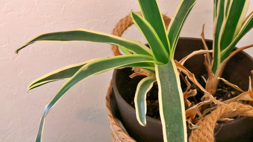 【素泊まり】気軽に島旅｜無人チェックインで自由ステイ