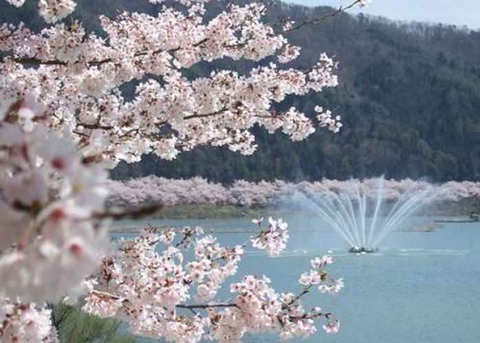 八千代湖の桜
