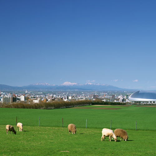 【周辺・札幌市内景色など】羊ヶ丘展望台・ひつじイメージ