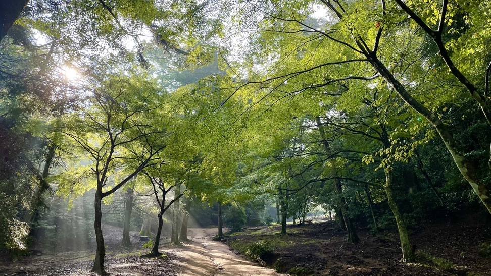 《大元公園》豊かな自然に囲まれた気持ちの良い朝