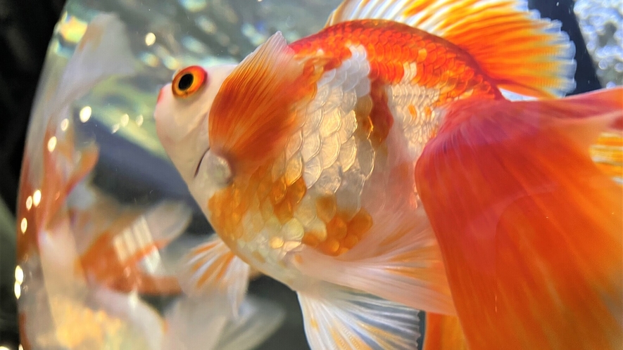 《宮島水族館》はつこい庵　きれいな金魚などの展示 