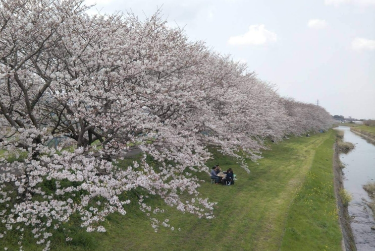 流川の桜並木