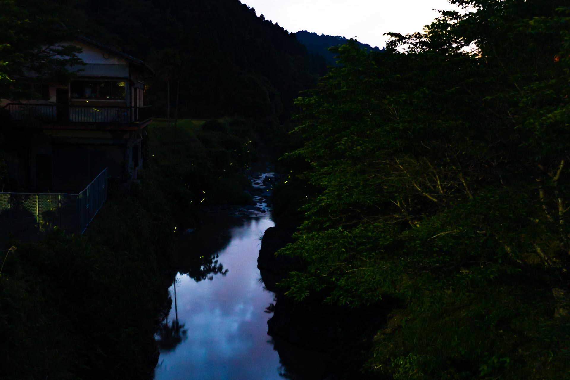 小塩の蛍舞風景