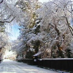 武家屋敷雪ざくら