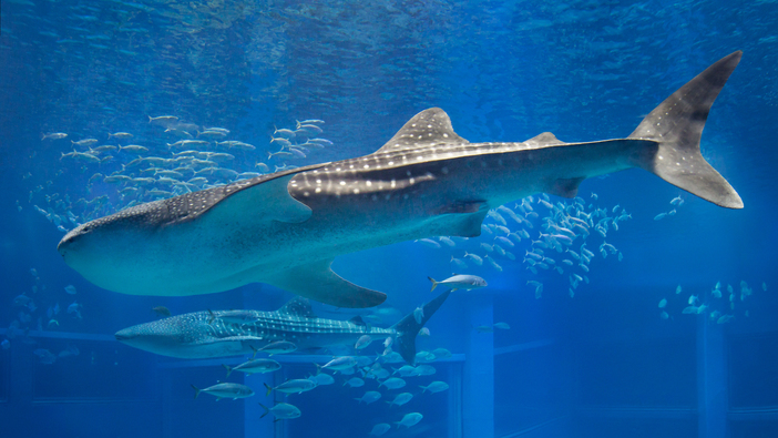 海遊館　ジンベエザメ