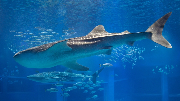 【ファミリーにおすすめ！】◇大阪観光におすすめ◇海遊館チケット付きプラン♪(素泊まり)