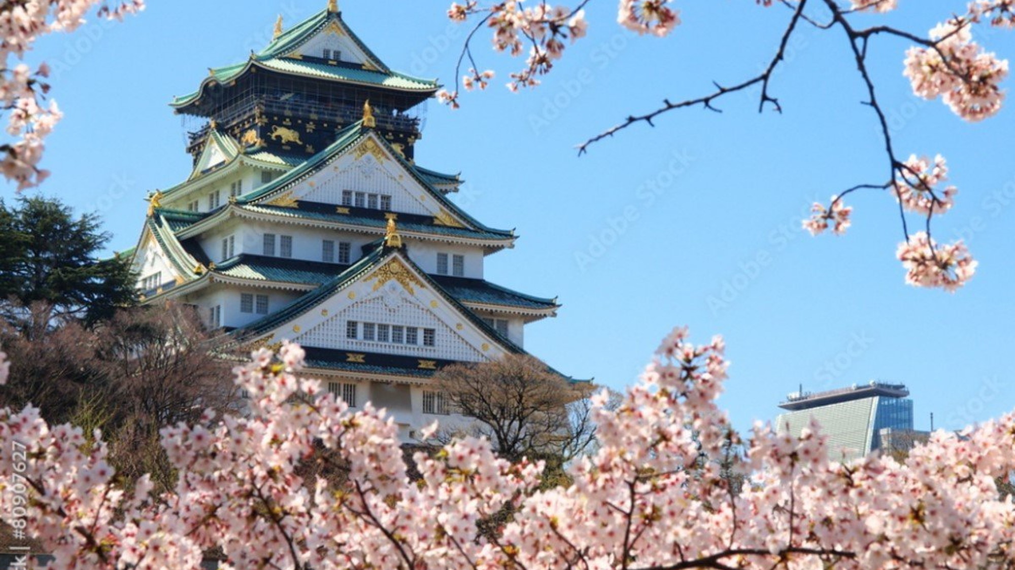 【大阪城】大阪城は大阪のシンボルで、桜の名所として知られるエリアです。