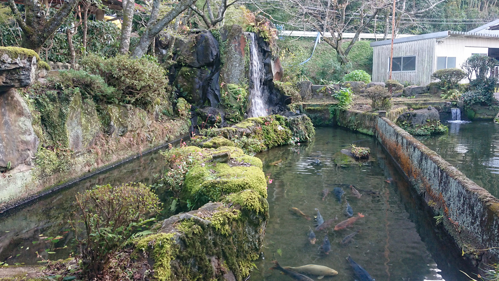 *【庭園】約千匹の鯉が泳ぐ池。自然の湧き水で養殖しています
