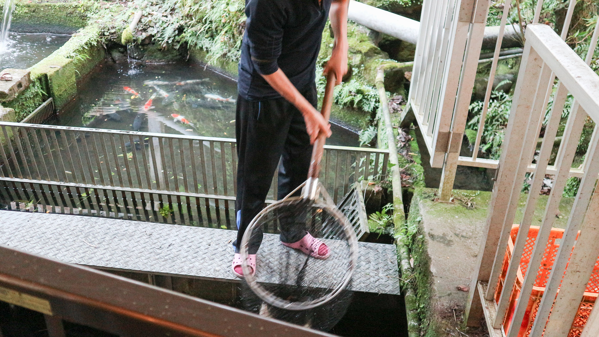 *【庭園】調理する直前に鯉を引き上げるので、まったく臭みのない新鮮な鯉をご賞味いただけます。