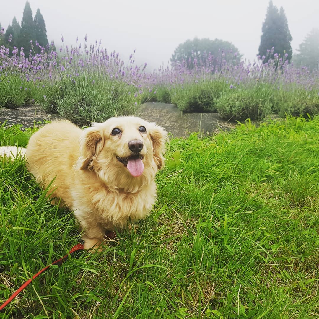 犬と泊まれるコテージ