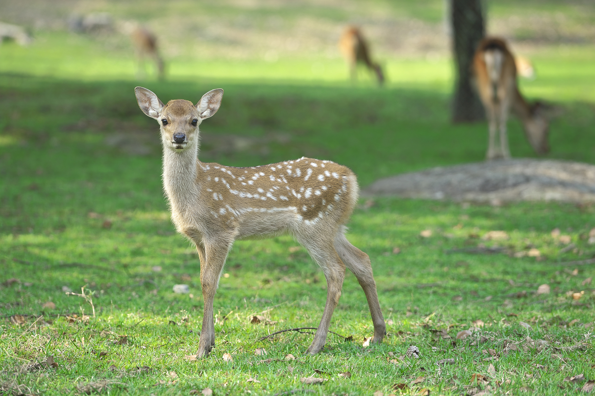 奈良公園　鹿