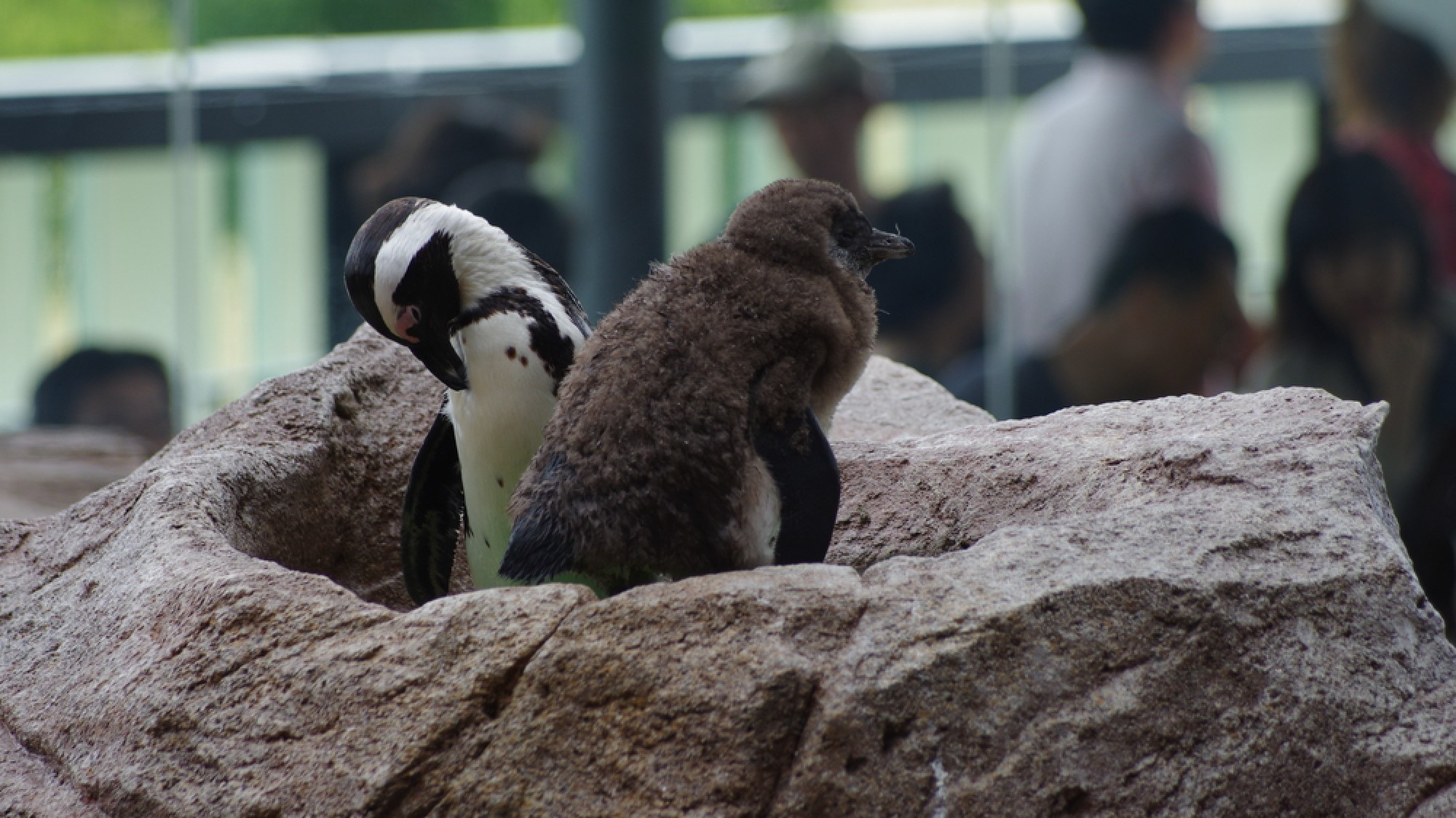 京都水族館