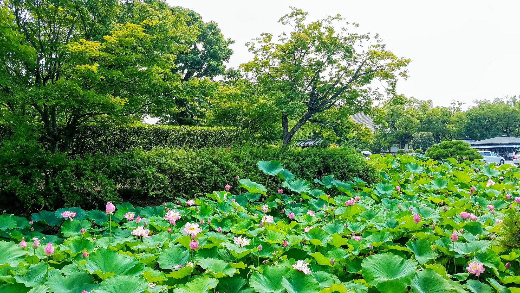 東寺の蓮池（夏）