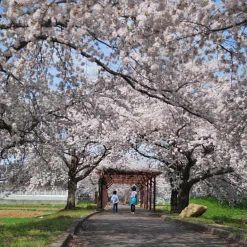 ■観光:まほろばの緑道:高畠駅を起点に約6kmサイクリングロード沿線には約700本の桜並木♪散策に最