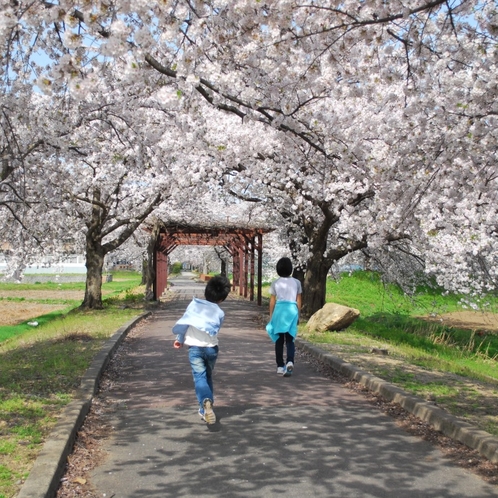 ■観光:高畠駅を起点に約6kmサイクリングロード沿線には約700本の桜並木♪散策に最適!