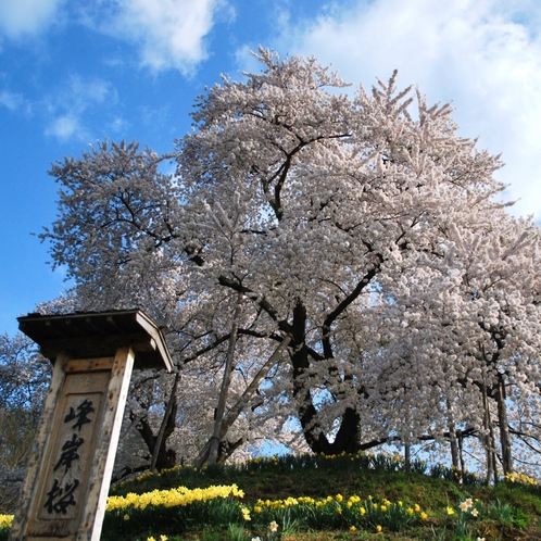 ■観光:高畠町の一本桜『峰岸桜』