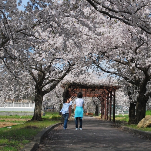 ■観光:高畠駅を起点に約6kmサイクリングロード沿線には約700本の桜並木♪散策に最適!