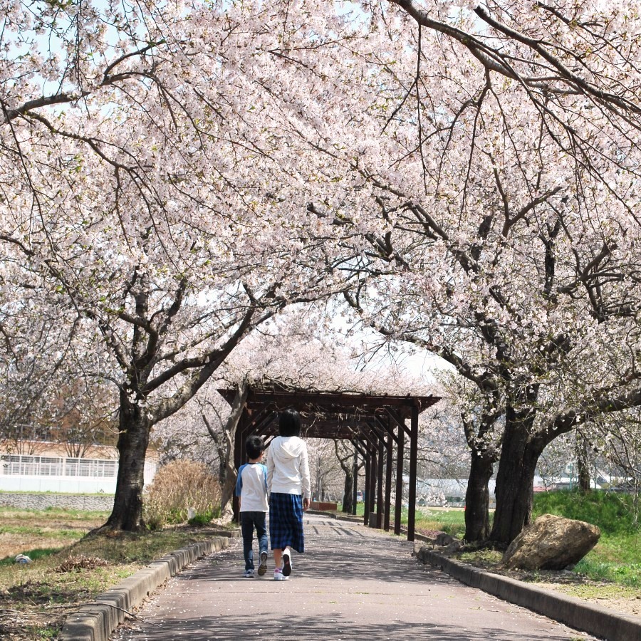 ■観光:まほろばの緑道:高畠駅を起点に約6kmサイクリングロード沿線には約700本の桜並木♪散策に最