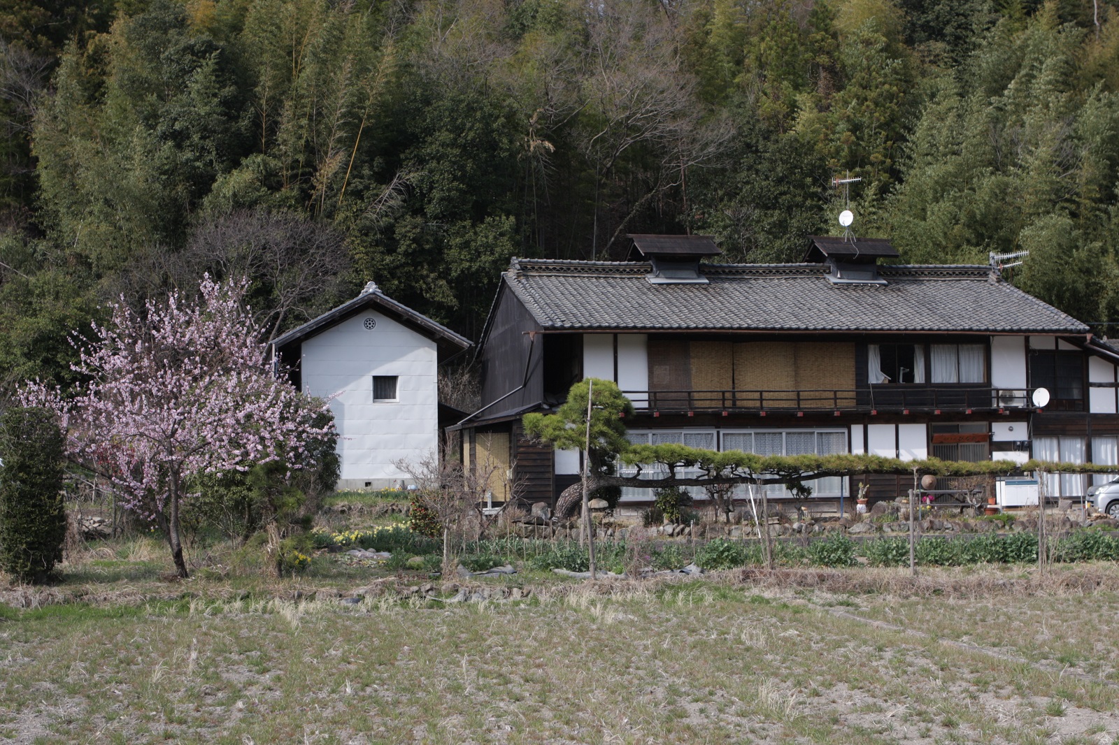 敷地内は桃とスイセン、チューリップ、オキナグサ、ムスカリなど一斉に花を付けています。