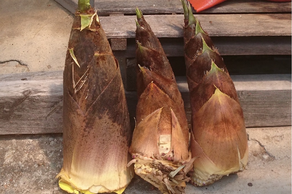 春はたけのこ堀り