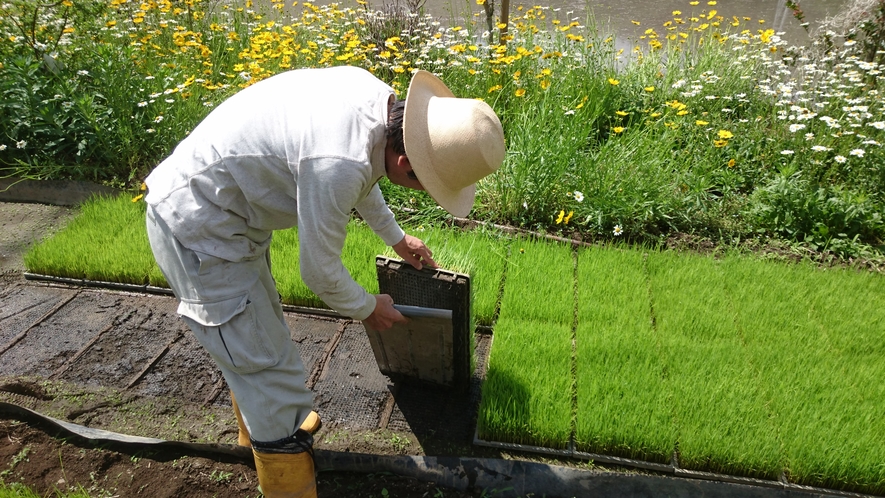 田植え