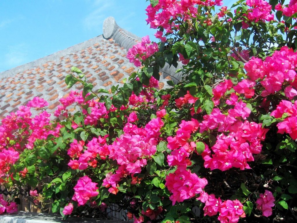 沖縄 ペンション ゆりの 沖縄定番のお花 ブーゲンビリアです 楽天トラベル