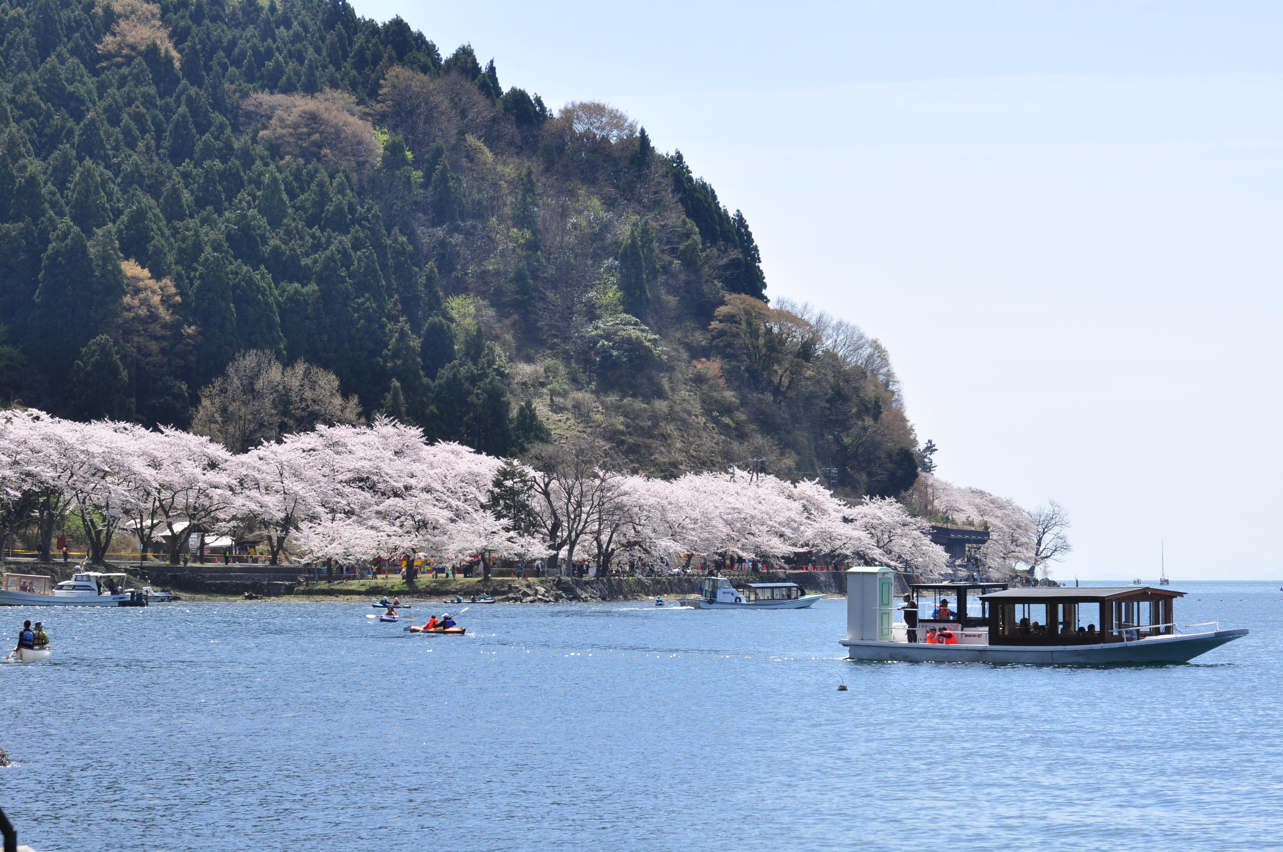（春）海津大崎の桜はコテージから車で9分