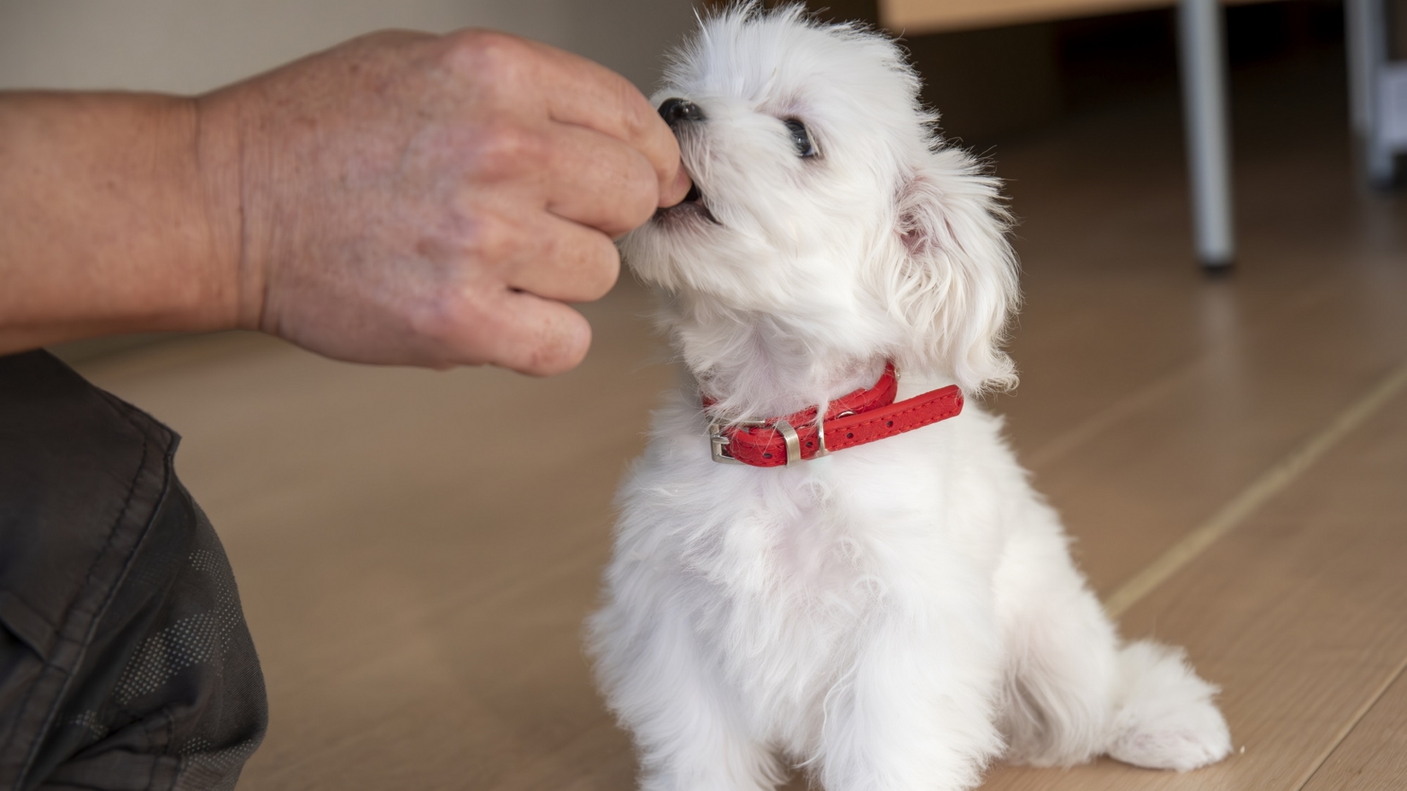 【楽天限定／わんちゃんおやつ付特典】滞在中の口コミ投稿でわんちゃんのおやつが貰える／素泊まり