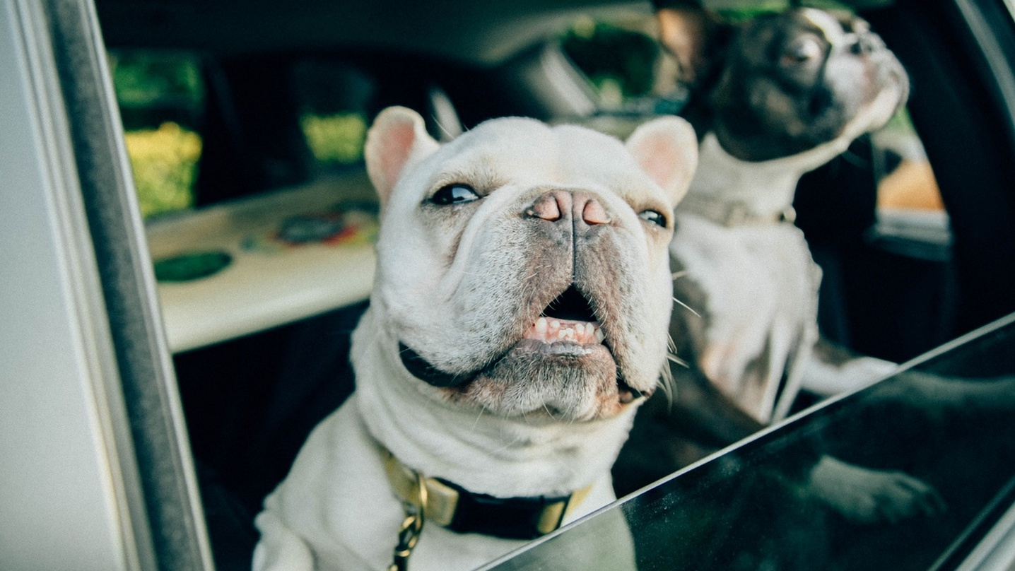 【タイムセール】専用アメニティ完備／ペットのためのリゾートで愛犬旅を満喫