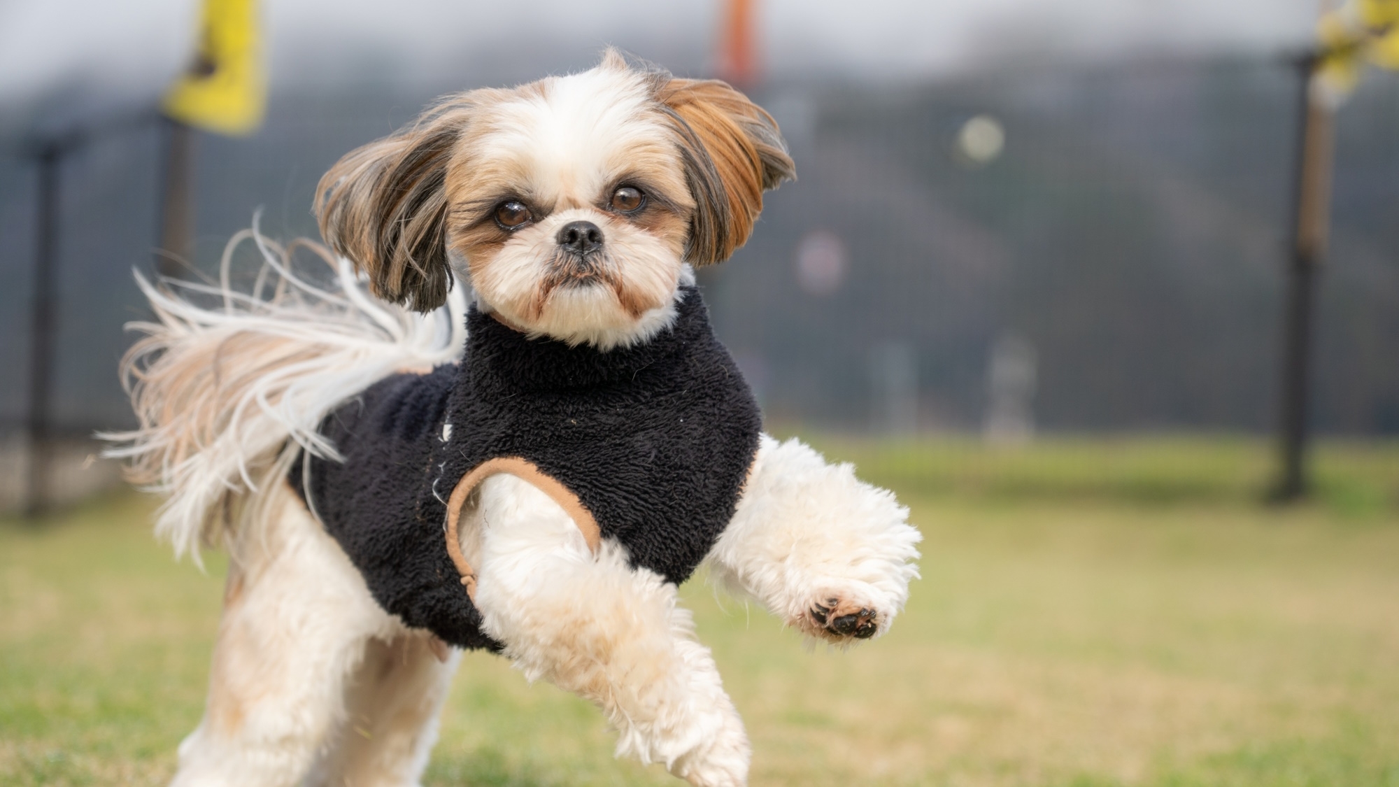 【10％OFF】【楽天スーパーSALE】愛犬と過ごす我が家のような夕朝食付ステイ